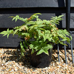 Sorbaria 'Crimson Feathers' - Shrub - Height 15-25cm - 2lt