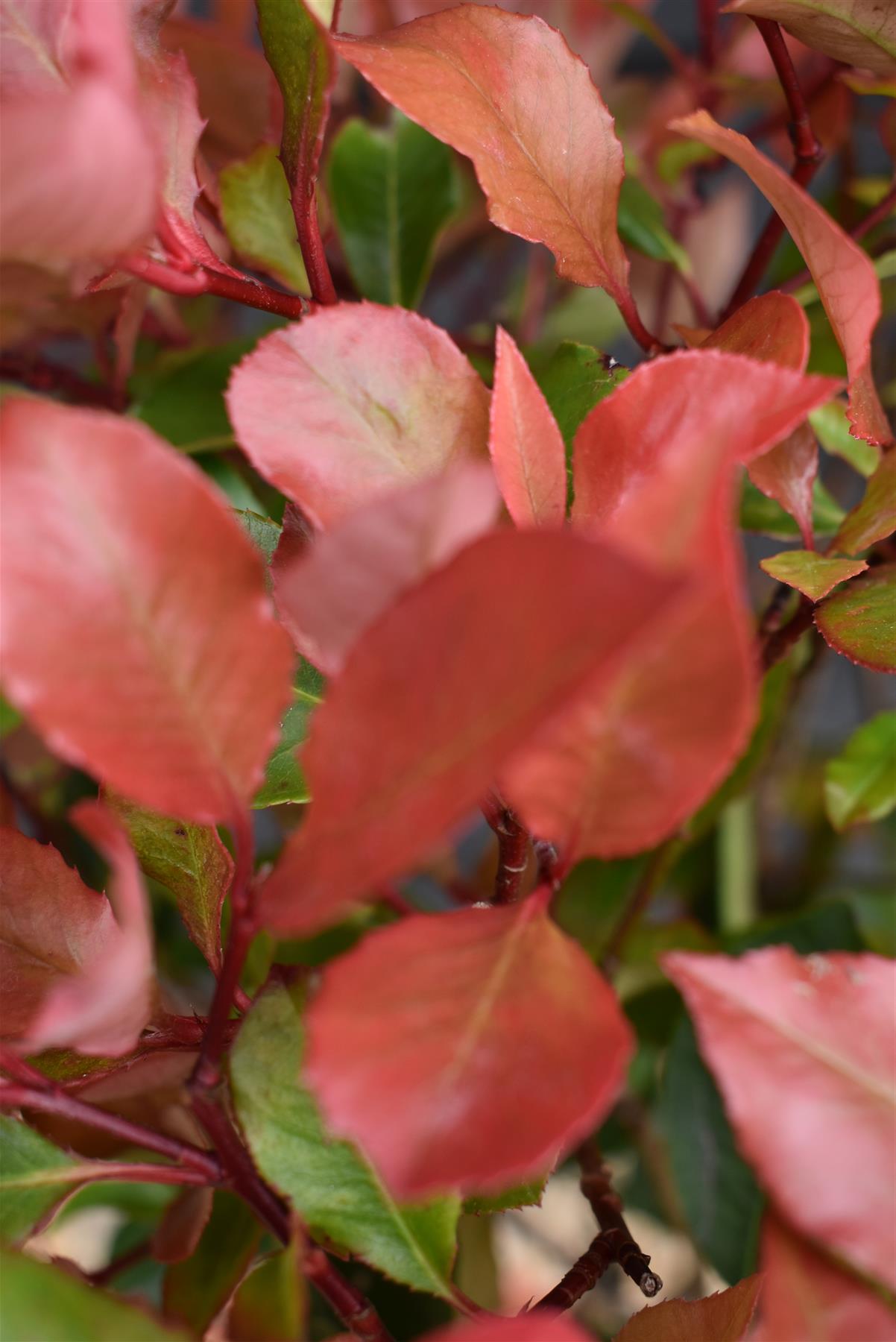 Photinia x fraseri Little Red Robin | Christmas berry - Small Tree/Shrub - Clear ministem 40cm - Height 80-90cm - 7lt