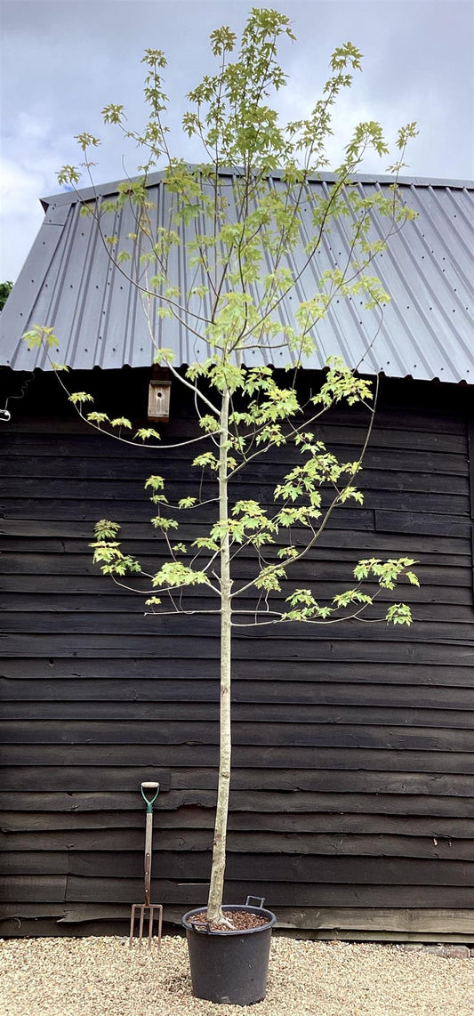 Acer saccharinum | Silver Maple - 500-550cm, 1100lt