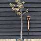 Apple tree 'Kidd's Orange Red' | Malus domestica - 150-160cm - 10lt