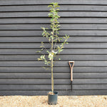Apple tree 'Golden Delicious' | Malus Domestica - M26 - Semi-Dwarfing - Height 200-220cm - 12lt