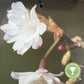 Prunus Subhirtella Autumnalis | Winter-Flowering Cherry - 180-220cm - 12lt