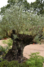Olive Tree | Olea Europea Mature - Gnarly Trunk - Height 275-285cm - 500lt