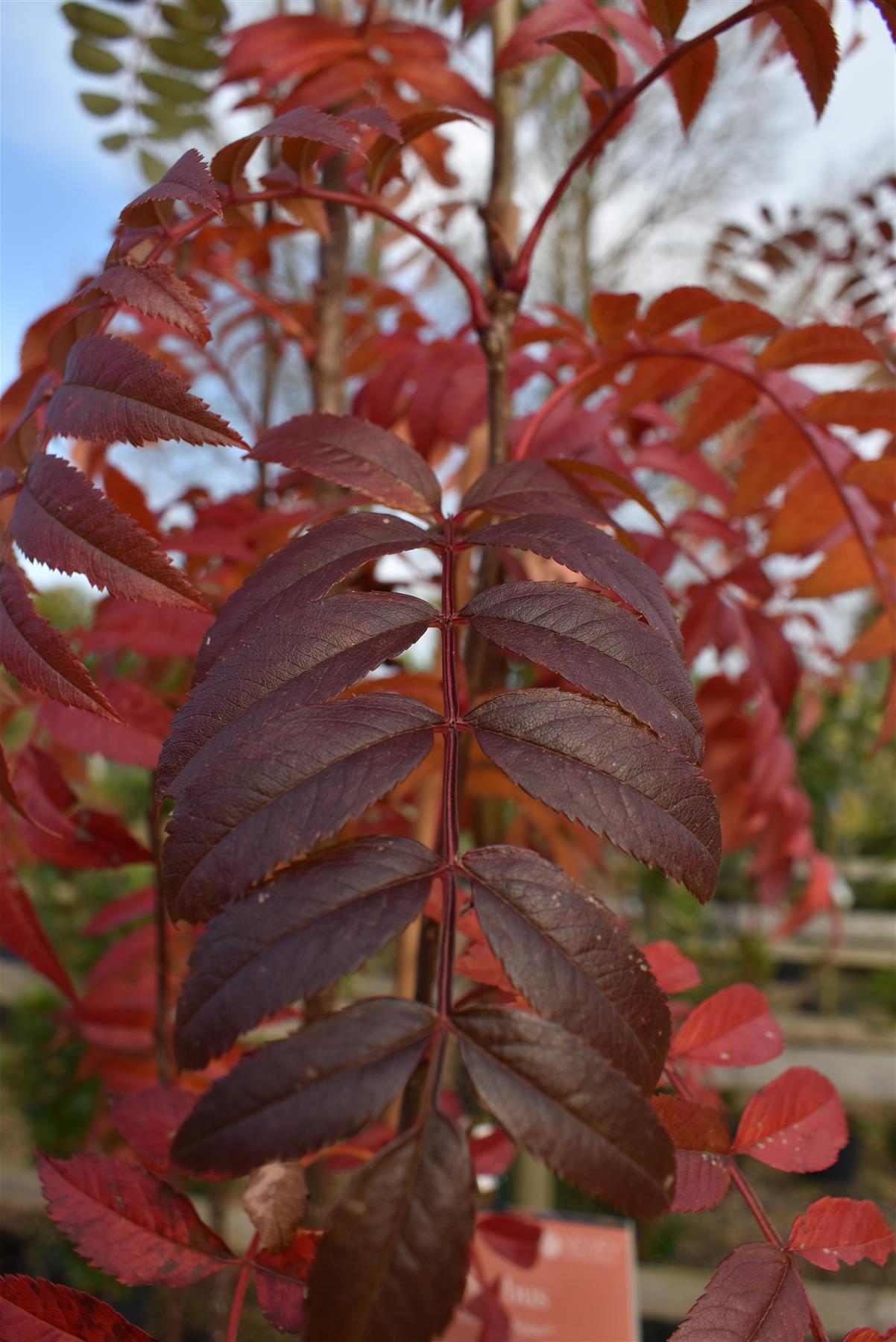 Sorbus aucuparia Autumn Spire | Mountain Ash ‘Autumn Spire’ - Height 170-200cm - 12lt