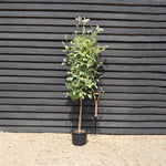 Sorbus aria 'Lutescens' | Mountain Ash ‘Lutescens’ - 200-240cm, 20lt