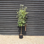 Sorbus aria 'Lutescens' | Mountain Ash ‘Lutescens’ - 200-240cm, 20lt