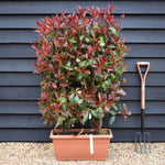Photinia Magical Volcano - Trough - Instant Hedging - Height 90-100cm - Width 60cm - 60lt