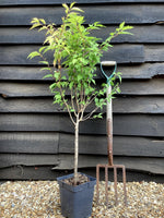 Prunus nipponica 'Brillant' | Japanese Alpine Cherry - 100-120cm, 7lt