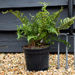 Dryopteris affinis | Golden Shield Fern - 20-30cm - 2lt