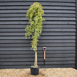 Japanese maple 'Ryusen' | Acer palmatum - Clear Stem 200-220cm - Weeping - Height 210-240cm - 35lt