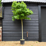 Liquidambar styraciflua 'Gum Ball' | Sweet gum 'Gum Ball' - 240-280cm - Clear Stem - Girth 10-12cm - 45lt