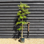 Sorbus commixta Olympic Flame | Scarlet Japanese Rowan - 200-250cm, 10lt