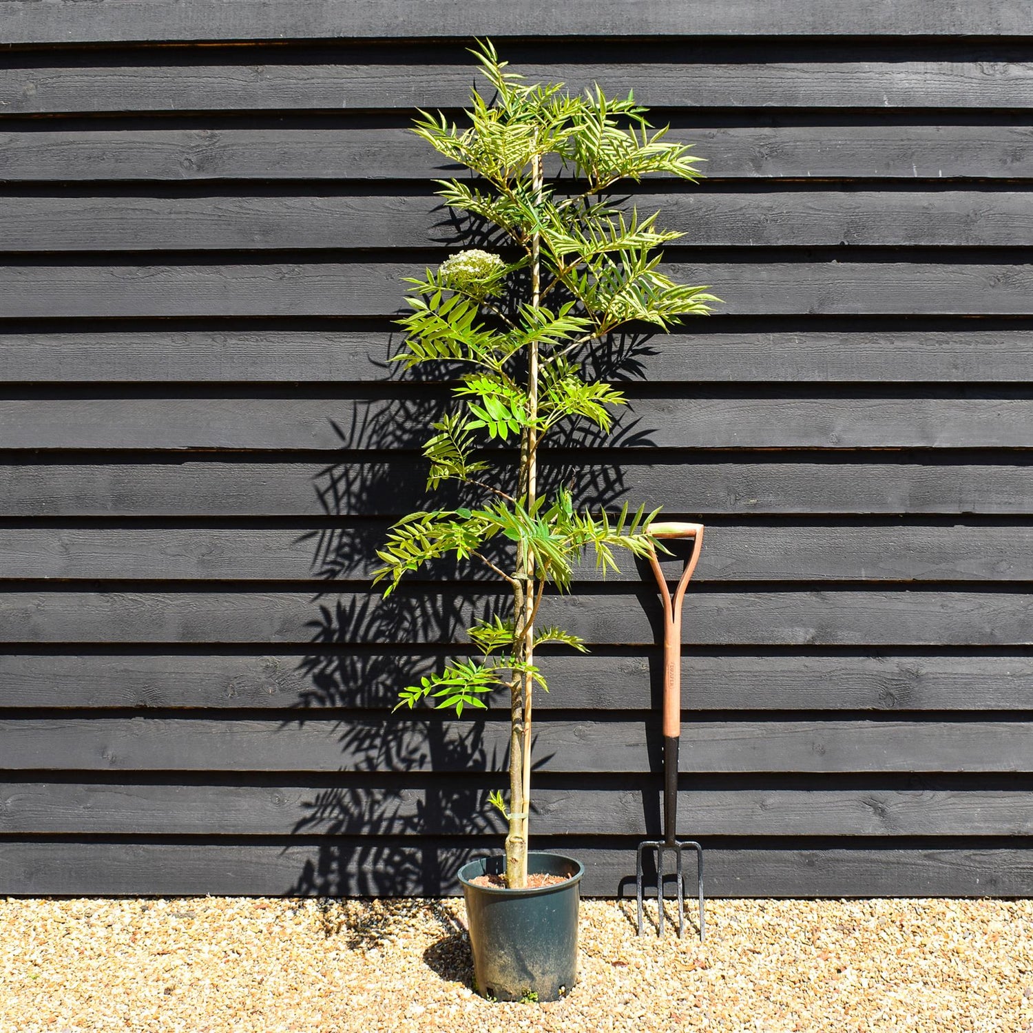 Sorbus commixta Olympic Flame | Scarlet Japanese Rowan - 200-250cm, 10lt