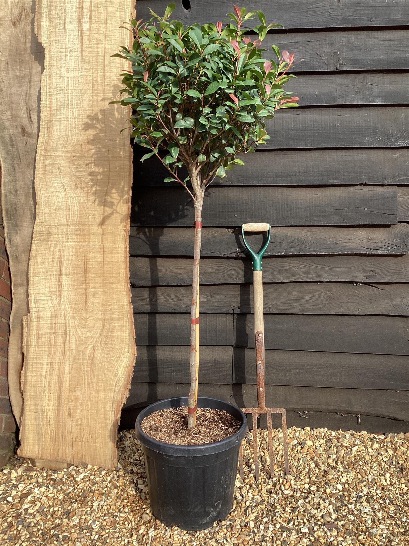 Photinia Red Robin | Christmas berry 'Little Red Robin' - Compacta - 180-190cm, 30lt