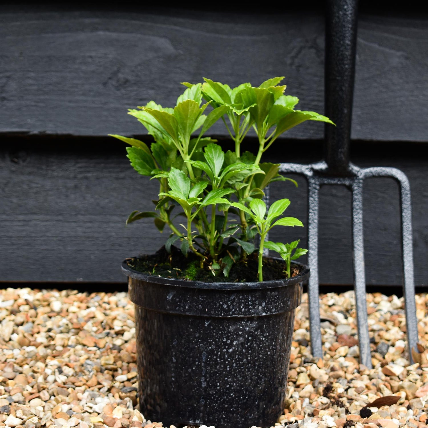 Japanese spurge | Pachysandra terminalis 'Green Carpet' - Height 10cm Width 10-20cm - 2lt