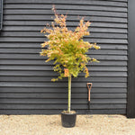 Katsura Japanese Maple - Acer palmatum 'Katsura' - Clear Stem 100cm - Height 200-230cm - 35lt