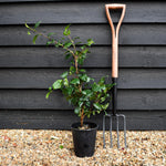 Camellia japonica 'Nobilissima' - Shrub - 3lt