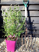 Vaccinium corymbosum 'Pink Berry' | Pink Lemonade Blueberry - 40-60cm, 5lt