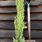 Italian Cypress | Cupressus sempervirens Totem - 50cm - 5lt