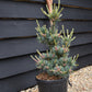 Pinus parviflora 'Negishi' | Japanese white pine - Height 50-60cm - Width 30cm - 10-12lt