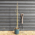 Apple tree 'Greenfinch' (Starline) | Malus domestica - 130-150cm - 10lt