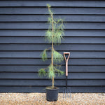 Pinus pinaster - Maritime Pine - Height 90-120cm - 12lt