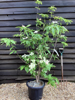 Cornus x rutgersensis 'Rutgan' | Dogwood Stellar Pink - 175cm, 30lt