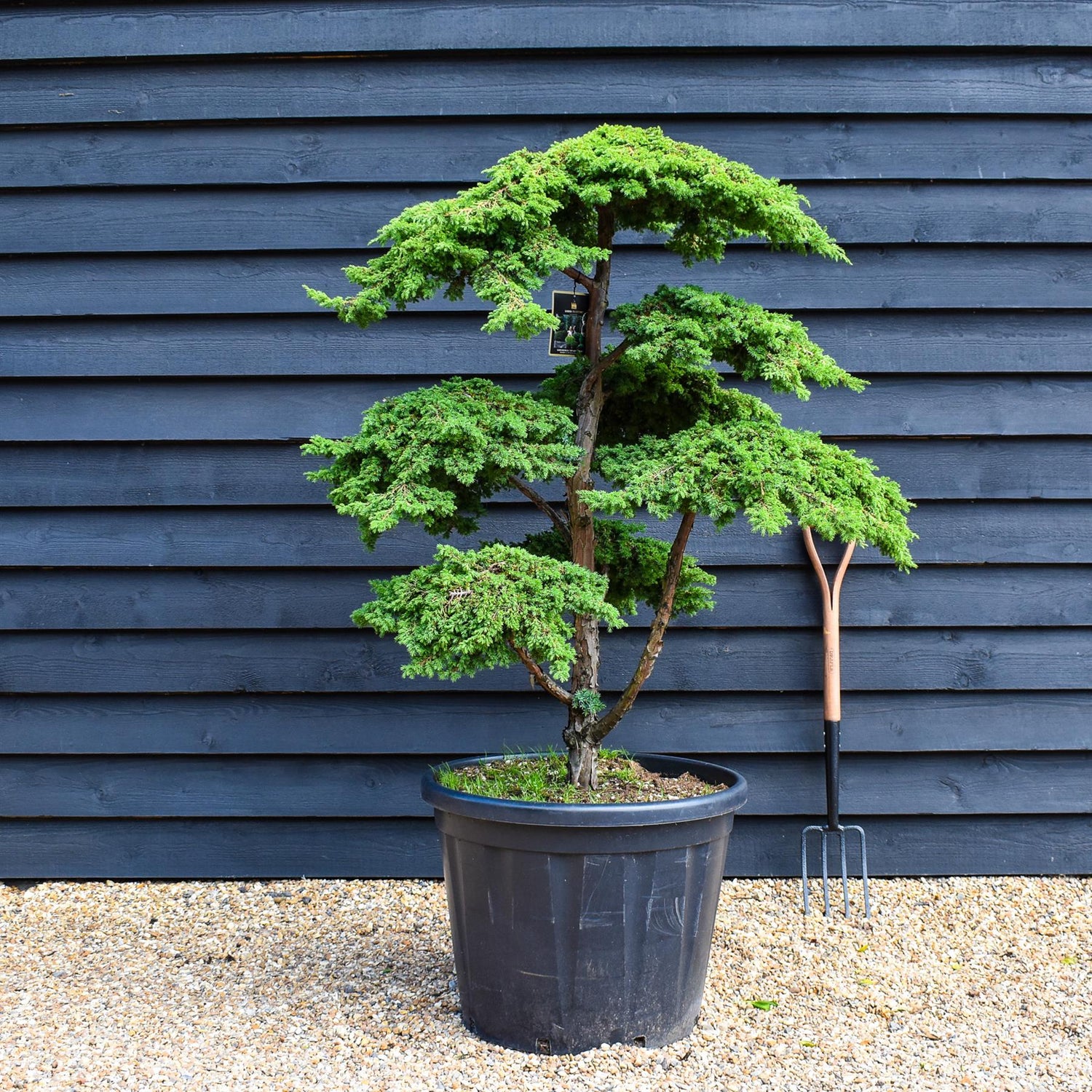 Juniper Greencarpet | Juniperus 'Greencarpet' - Bonsai - Cloud - Height 125cm - 110lt
