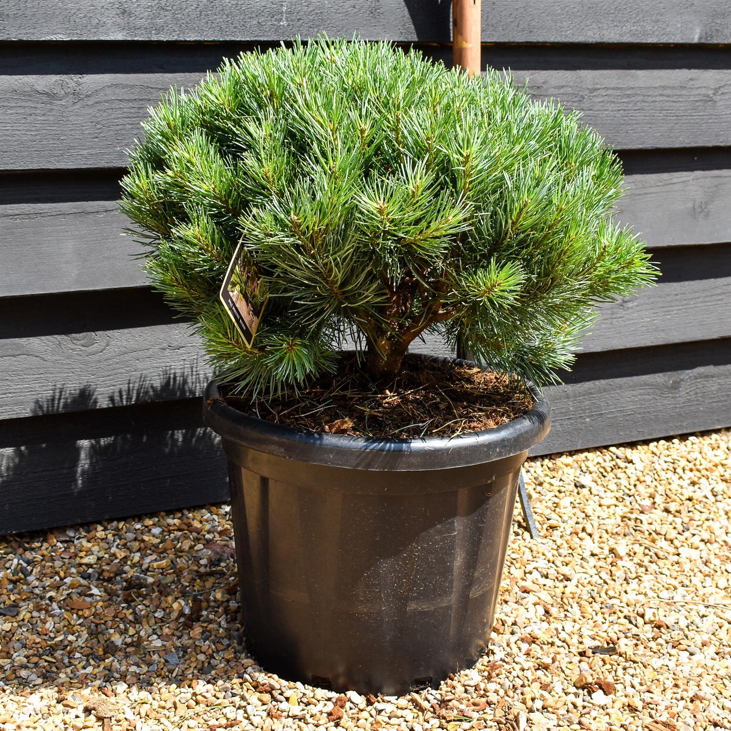 Pinus sylvestris 'Watereri' | Scots pine - Height 50-60cm - 25lt