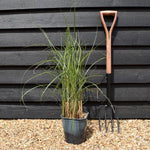 Miscanthus sinensis 'Gracillimus' | Eulalia 'Gracillimus' - Grass - Deciduous Perennial - 5lt