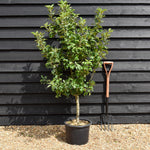 Apple tree 'Garden Sun Red' Nano | Semi Dwarfing - Height 100-11cm - 20lt