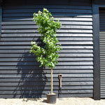 Sweet gum | Liquidambar styraciflua 'Worplesdon' - Height 200-250cm - Girth 8-10cm - 40lt