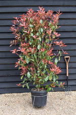 Photinia x fraseri Red Robin - ' - Hedging Shrub - Bushy - Height 180-200cm - 30lt