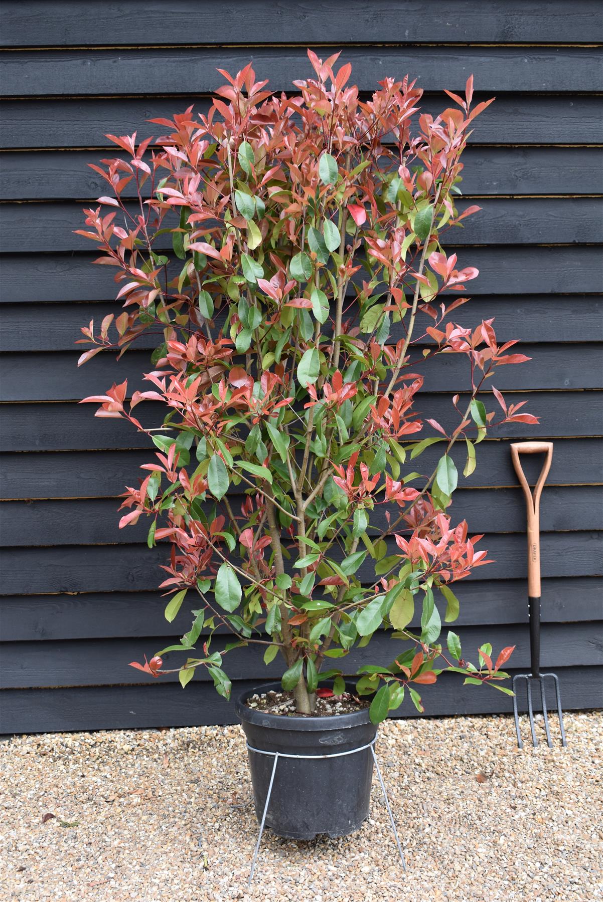 Photinia x fraseri Red Robin - ' - Hedging Shrub - Bushy - Height 180-200cm - 30lt