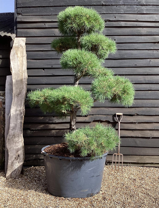 Pinus sylvestris | Scots Pine - Bonsai - Cloud - Article 1 - 180-200cm - 230lt