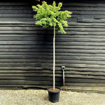 Ginkgo biloba Mariken | Maidenhair Tree 'Mariken' - 250-350cm, 45lt