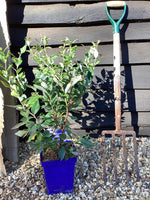 Vaccinium corymbosum 'Duke' | Blueberry 'Duke' - 40-60cm, 5lt