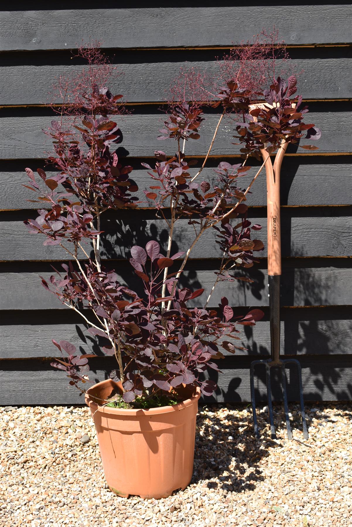 Cotinus Coggy Lilla Smoke Bush Lilla 80 100cm 15lt Arundel cotinus-coggy-lilla-smoke-bush-lilla-80-100cm-15lt-arundel