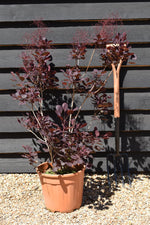 Cotinus coggy. Lilla | Smoke Bush ‘Lilla’ - 80-100cm, 15lt