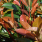 Photinia Red Robin | Christmas berry 'Little Red Robin' - Multi Stem - 120cm - 45lt