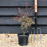 Acer palmatum 'Royal Garnet' | Japanese Maple 'Royal Garnet' - Bushy - Height 30-50cm - 3lt