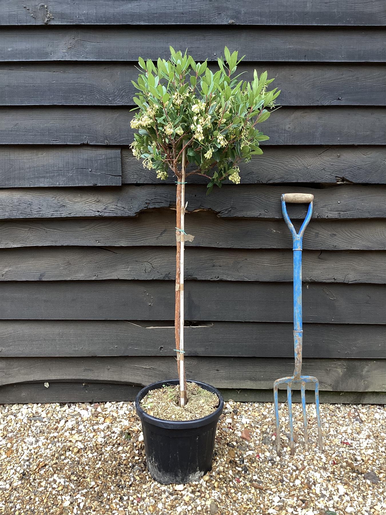 Arbutus unedo Tree | Strawberry Tree - Girth 6-8cm - Height 160-180cm - 18lt