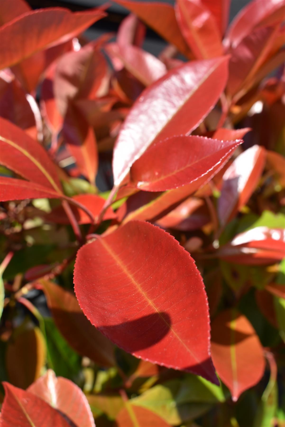 Photinia Red Robin | Christmas berry 'Little Red Robin' - Frame - 140-150cm, 18lt