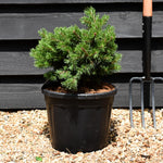 Pinus mugo 'Klostergrun' - Height 20-30cm - Width 30-40cm 11lt