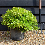 Pittosporum tobira | Austrian laurel - Height 20-40cm - 10lt