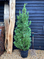 Chamaecyparis Lawsoniana Alumigold - 30lt