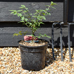 Euonymus alatus Compactus - Height 20-40cm - Bushy - 3lt