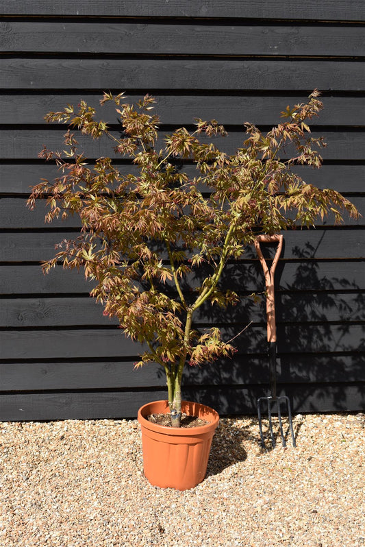 Acer palmatum 'Osakazuki' | Japanese Maple - Bushy - 120-160cm - 18lt