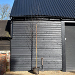 Betula Nigra "Heritage" - River Birch| Black Birch Cully - Height - 340-400cm - Girth 10-12cm - 50lt