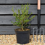 Ceanothus Skylark | Californian lilac ‘Skylark’ - Height 30-50cm - 5lt